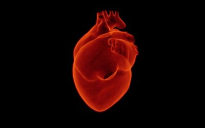 Alcohol and the heart: a closer look at different research methods